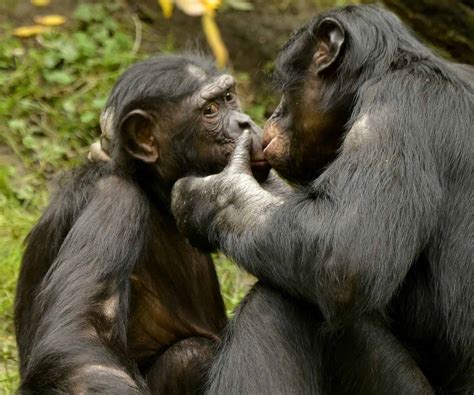 do apes kiss|hot monkeys kissing.